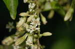 Buckwheat vine